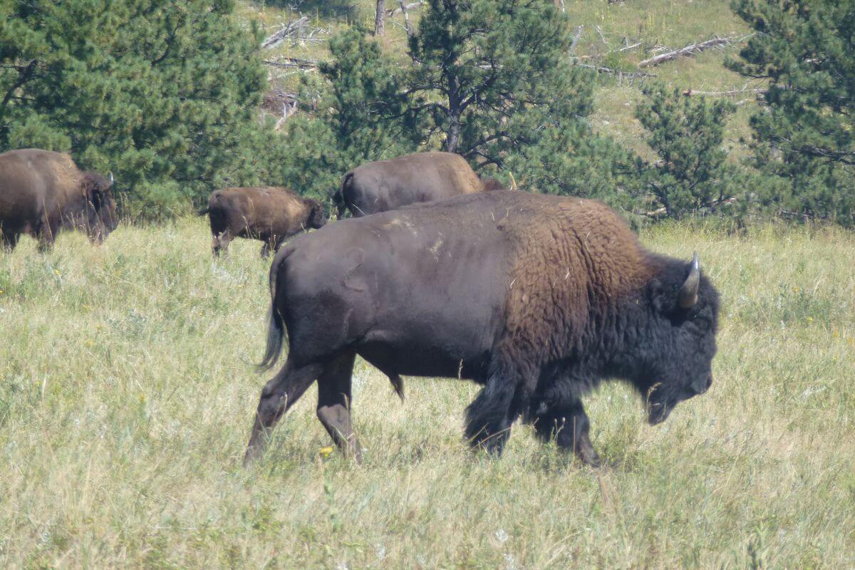 Large bison grazing in a grassy meadow, with several other bison in the background among pine trees in Custer State Park, South Dakota.
