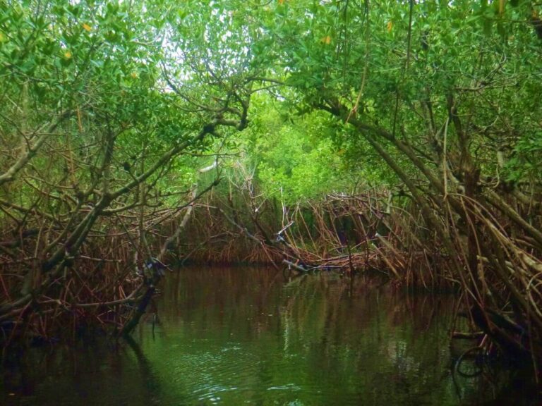 A Guide to visiting the Everglades, Miami