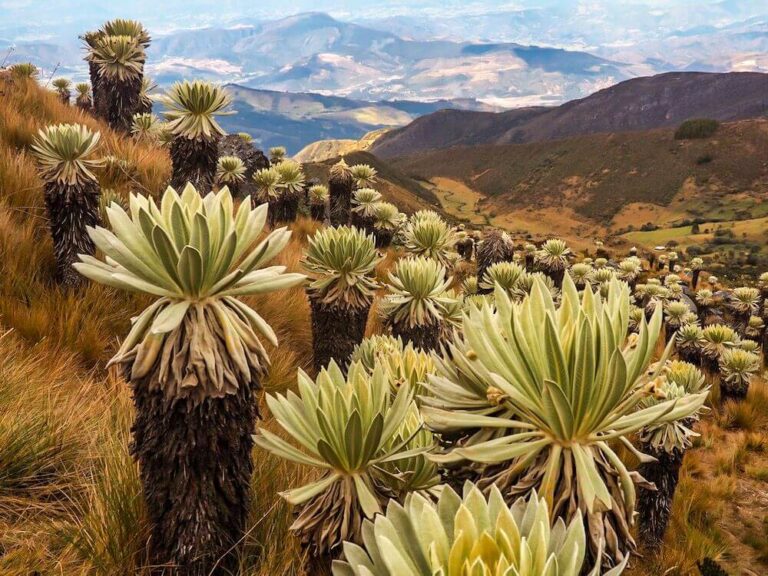 A panoramic view of the páramo landscape on the Ocetá hike in Colombia, featuring clusters of frailejón plants with thick, fuzzy leaves rising from golden alpine grasses. The rugged mountains and deep valleys stretch into the distance under a hazy blue sky, showcasing the unique high-altitude ecosystem of the Andes.