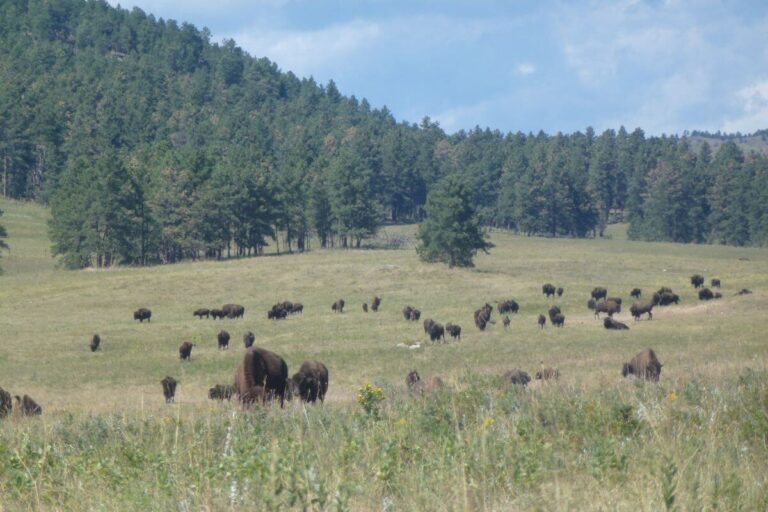 A wide grassland meadow in South Dakota dotted with a large herd of American bison grazing and roaming freely. The open prairie stretches toward a dense forest of pine trees covering rolling hills in the background under a partly cloudy blue sky.