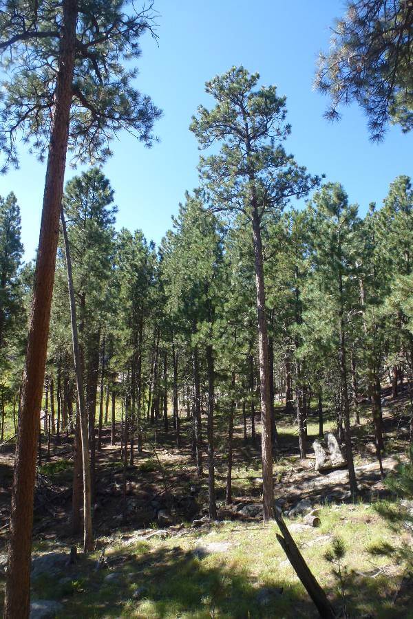 A scenic view of a forest along the Presidential Trail at Mount Rushmore, with tall pine trees rising under a clear blue sky. Sunlight filters through the branches, casting dappled shadows on the forest floor, which is covered with rocks, grass, and patches of earth. The trees stand closely together, creating a peaceful woodland atmosphere.