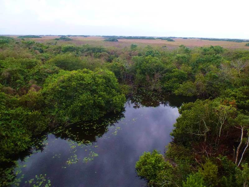 a swap as far as the eye can see with trees in the water and an area of water with no trees