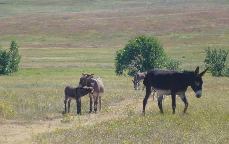Wild burros grazing in a wide South Dakota prairie, with an adult donkey and a foal standing close together in tall grass. Rolling hills stretch across the background, dotted with green trees under soft daylight, capturing a peaceful fall landscape.