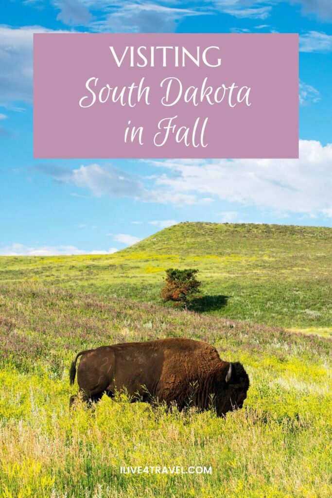 Pinterest pin featuring a bison grazing in a wide South Dakota prairie during fall, with rolling green hills and a bright blue sky in the background. A pink text overlay reads ‘Visiting South Dakota in Fall".