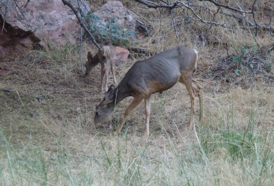 two deers eating grass under a tree with yellow grass, it looks very dry