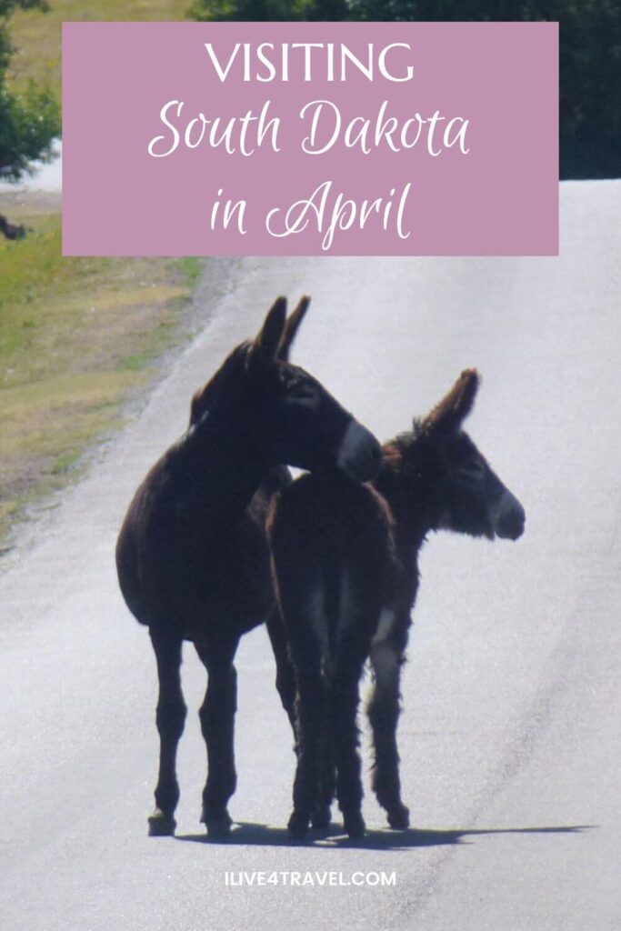 Pinterest pin featuring two donkeys standing together on a quiet paved road in South Dakota, with one gently nudging the other. The image includes a soft pink text overlay reading “Visiting South Dakota in April”.