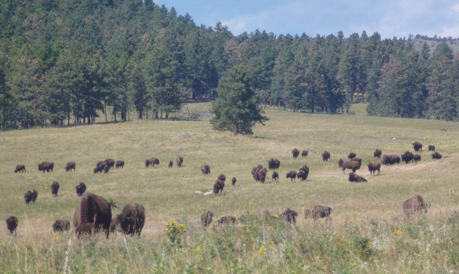 a field with bison roaming through it, with trees on the far side of the field