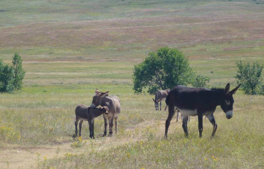 Wild burros grazing in a wide South Dakota prairie, with an adult nuzzling a young foal while other donkeys wander nearby. Rolling grasslands stretch into the distance, dotted with wildflowers and a few scattered trees under soft daylight.