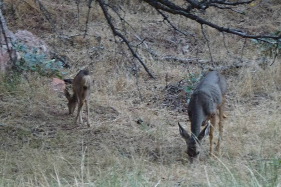 two deer eating the grass below some trees