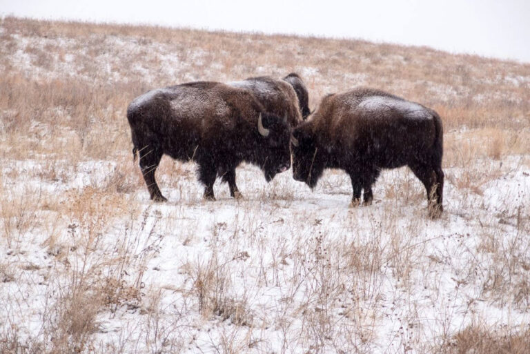 a few bison in a field in the snow